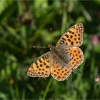 Kleiner Perlmutterfalter (Issoria lathonia)