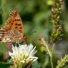 Kleiner Perlmutterfalter (Issoria lathonia)