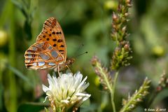 Kleiner Perlmutterfalter (Issoria lathonia)