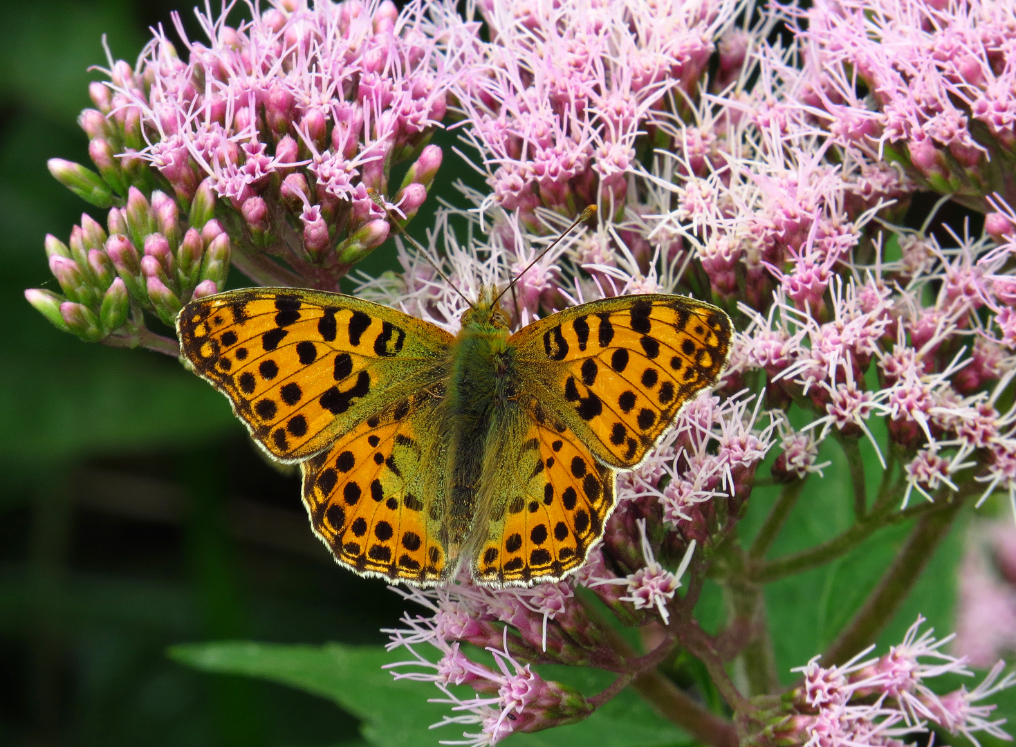 Kleiner Perlmutterfalter, Issoria lathonia, im Arnsberger Wald