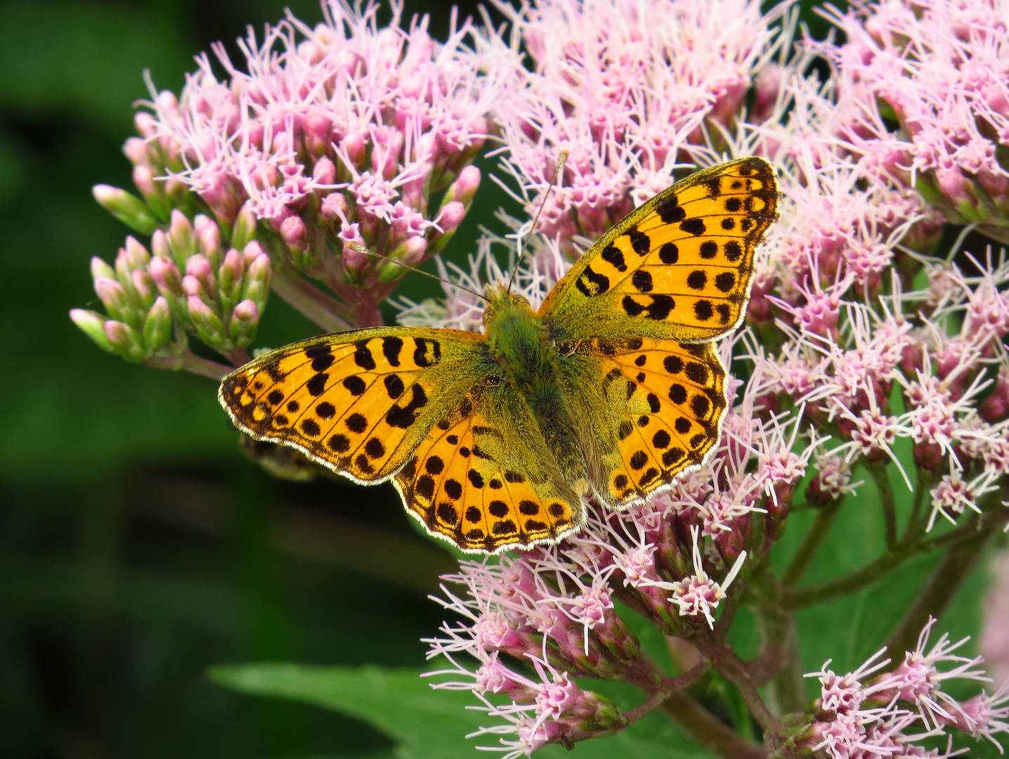 Kleiner Perlmutterfalter, Issoria lathonia, im Arnsberger Wald