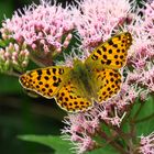 Kleiner Perlmutterfalter, Issoria lathonia, im Arnsberger Wald