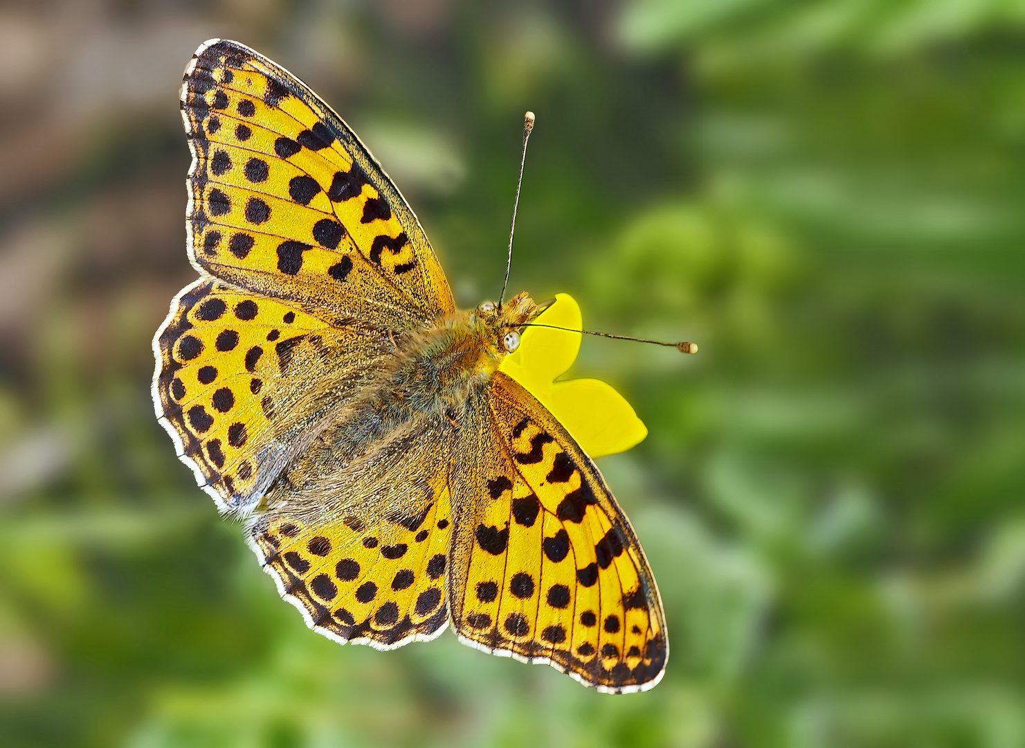 Kleiner Perlmutterfalter (Issoria lathonia) - Le Petit nacré.