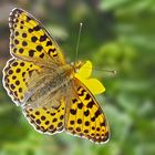 Kleiner Perlmutterfalter (Issoria lathonia) - Le Petit nacré.