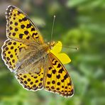 Kleiner Perlmutterfalter (Issoria lathonia) - Le Petit nacré.