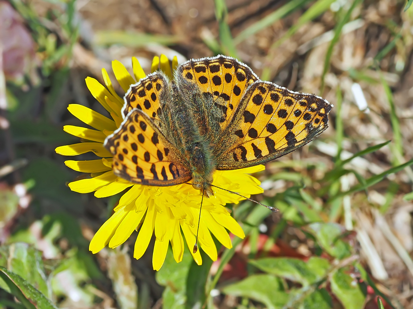 Kleiner Perlmutterfalter (Issoria lathonia) - Le Petit nacré.