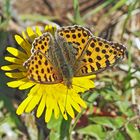 Kleiner Perlmutterfalter (Issoria lathonia) - Le Petit nacré.