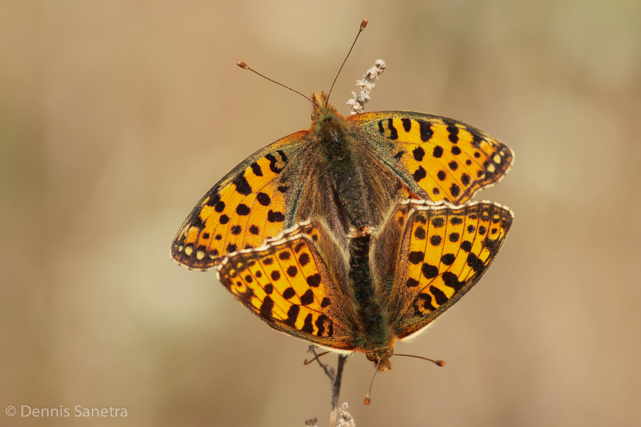 Kleiner Perlmutterfalter (Issoria lathonia) Paarung