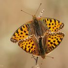 Kleiner Perlmutterfalter (Issoria lathonia) Paarung