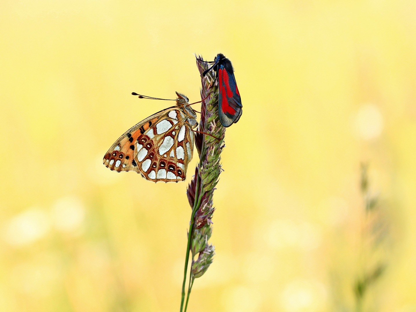 Kleiner Perlmutterfalter und Widderchen