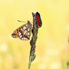 Kleiner Perlmutterfalter und Widderchen