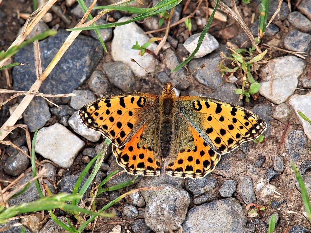 Kleiner Perlmutterfalter,(Issoria lathonia)