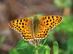 Kleiner Perlmutterfalter(Issoria lathonia)