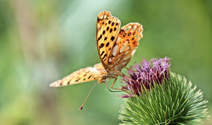 KLEINER PERLMUTTFALTER
