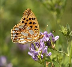 Kleiner Perlmuttfalter