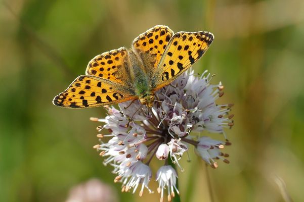 Kleiner Perlmuttfalter