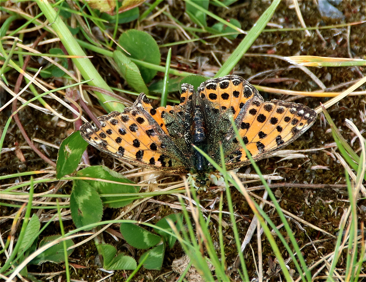 Kleiner Perlmuttfalter