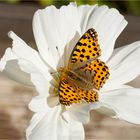 Kleiner Perlmuttfalter auf einer Kosmea-Blüte