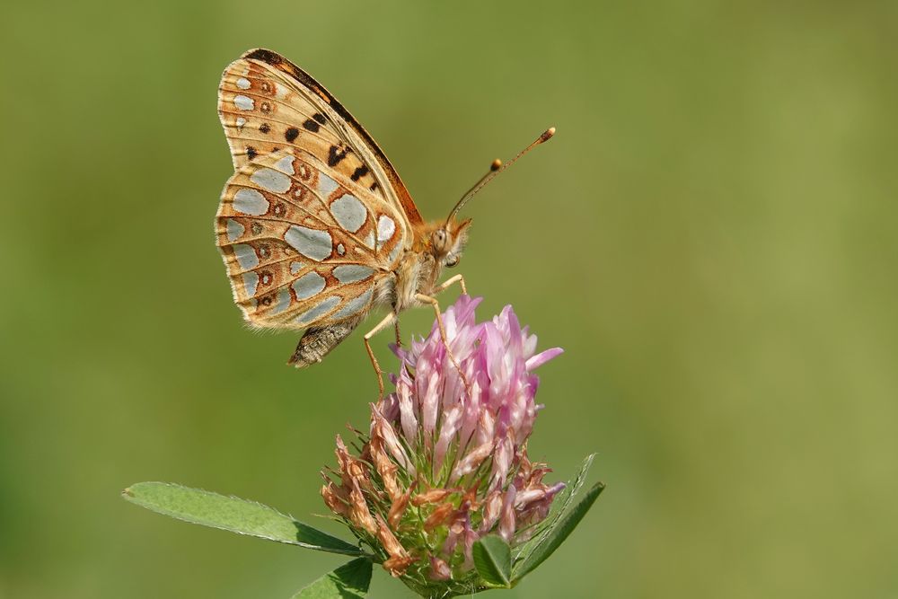 Kleiner Perlmuttfalter