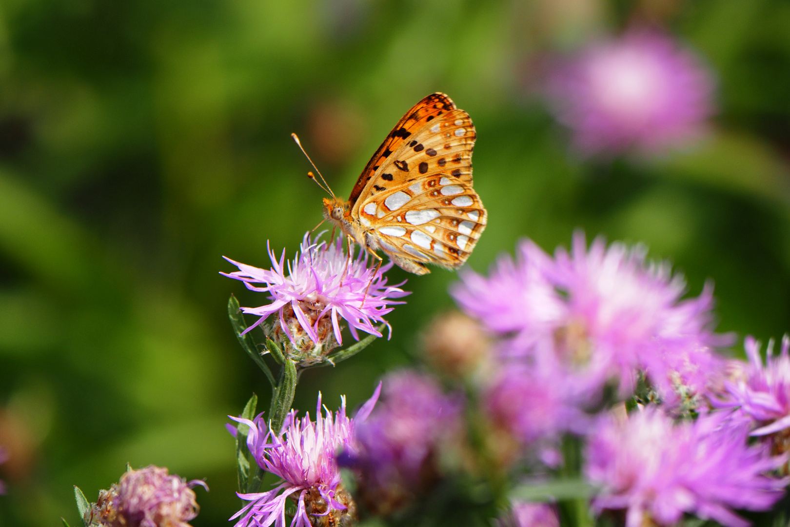 Kleiner Perlmuttfalter Foto & Bild makro, natur, blüte Bilder auf