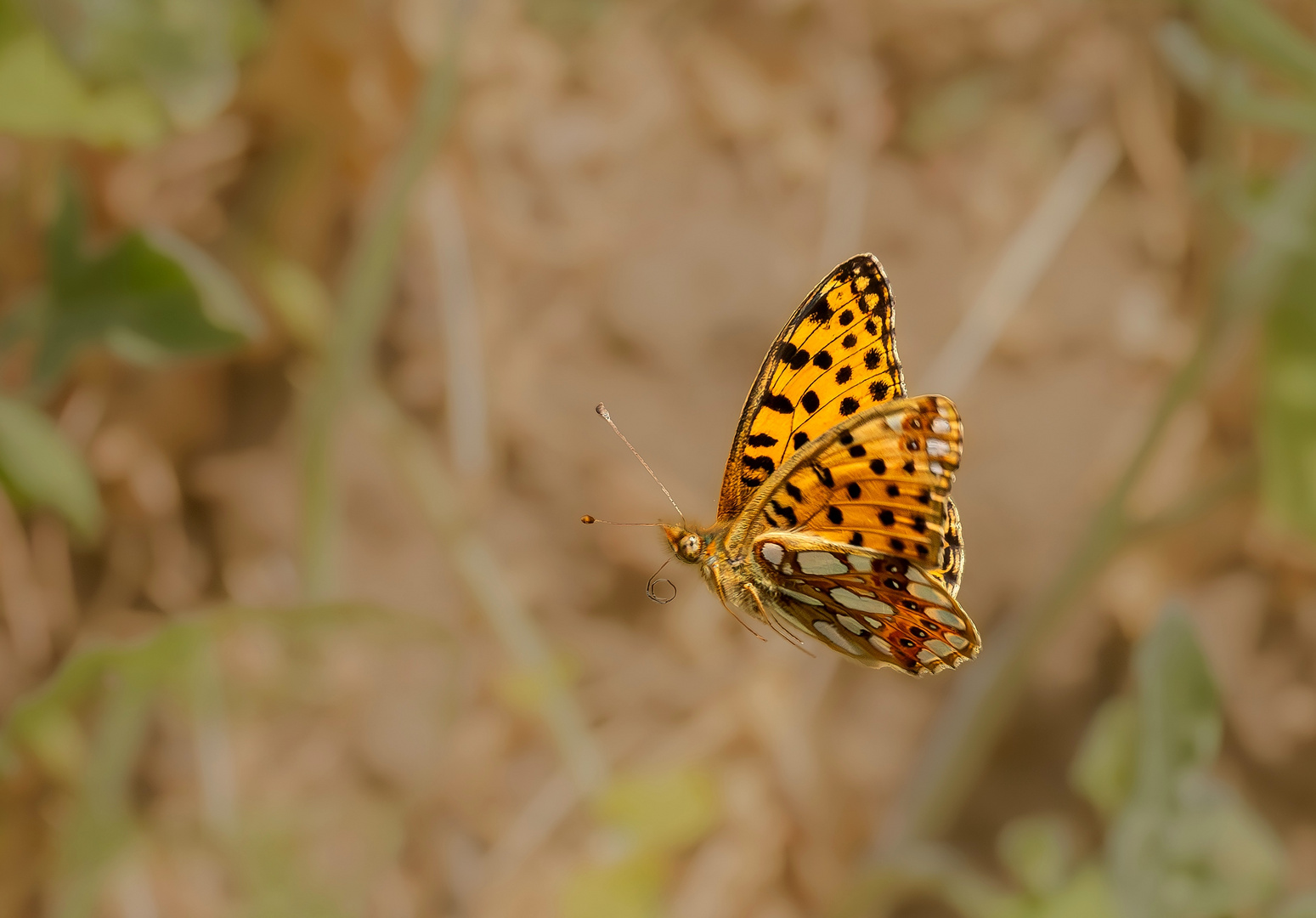 Kleiner Perlmuttfalter im Flug 