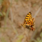 Kleiner Perlmuttfalter im Flug 