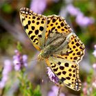 Kleiner Perlmuttfalter in der Heide