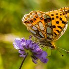 Kleiner Perlmuttfalter (Isoria lathonia)