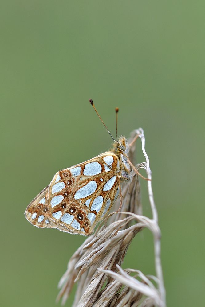 Kleiner Perlmuttfalter (Issoria lathonia)