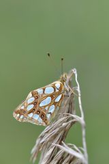 Kleiner Perlmuttfalter (Issoria lathonia)