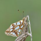 Kleiner Perlmuttfalter (Issoria lathonia)