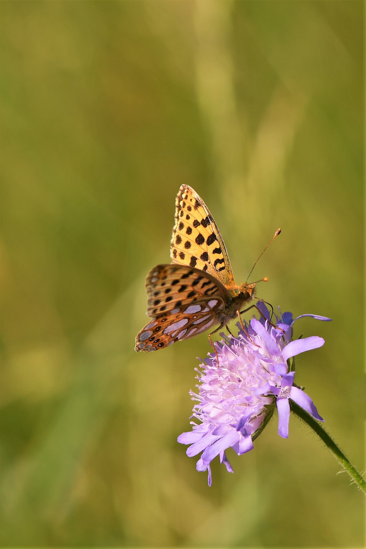 Kleiner Perlmuttfalter (Issoria lathonia )