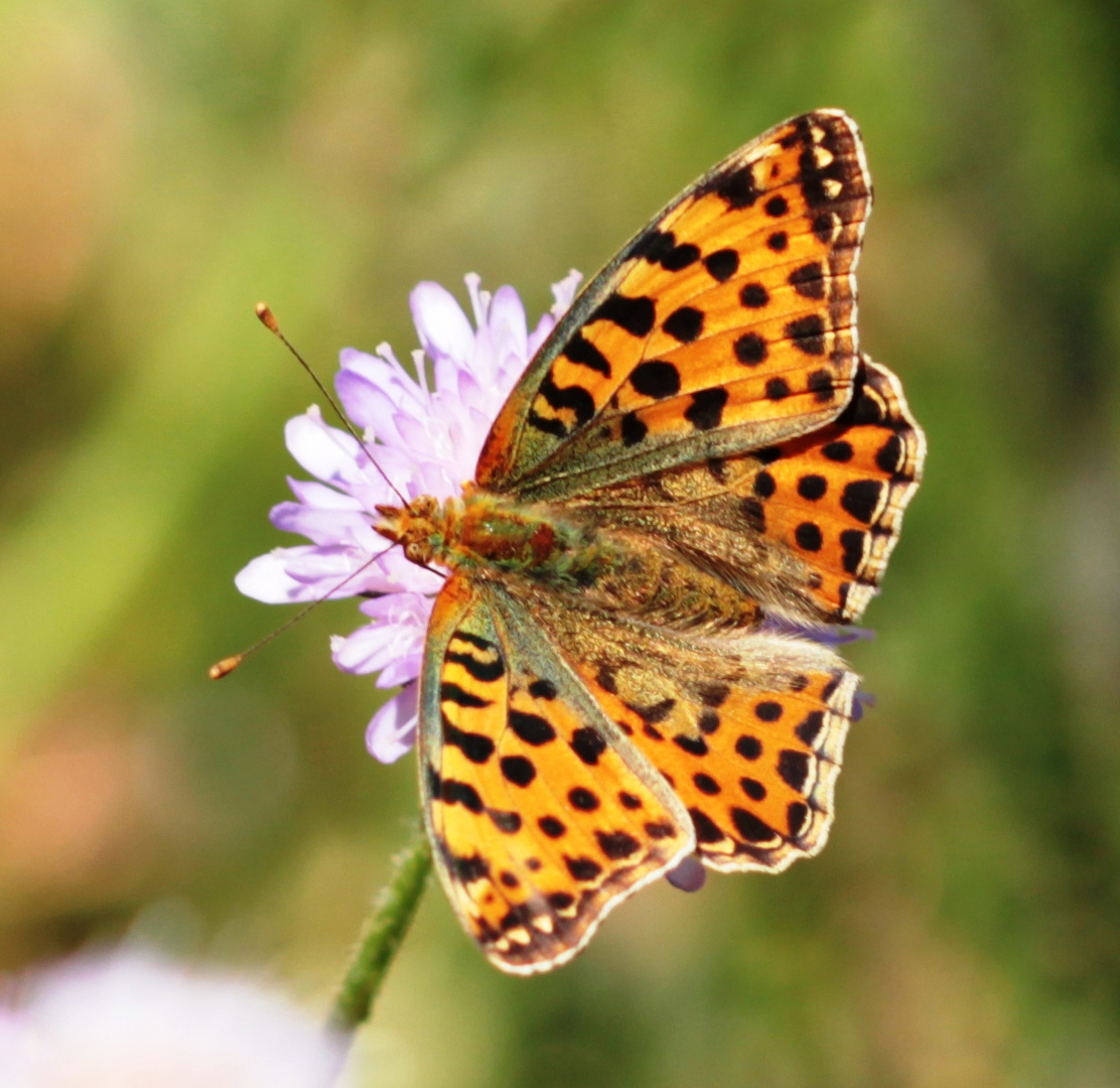  Kleiner Perlmuttfalter (Issoria lathonia)