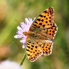  Kleiner Perlmuttfalter (Issoria lathonia)