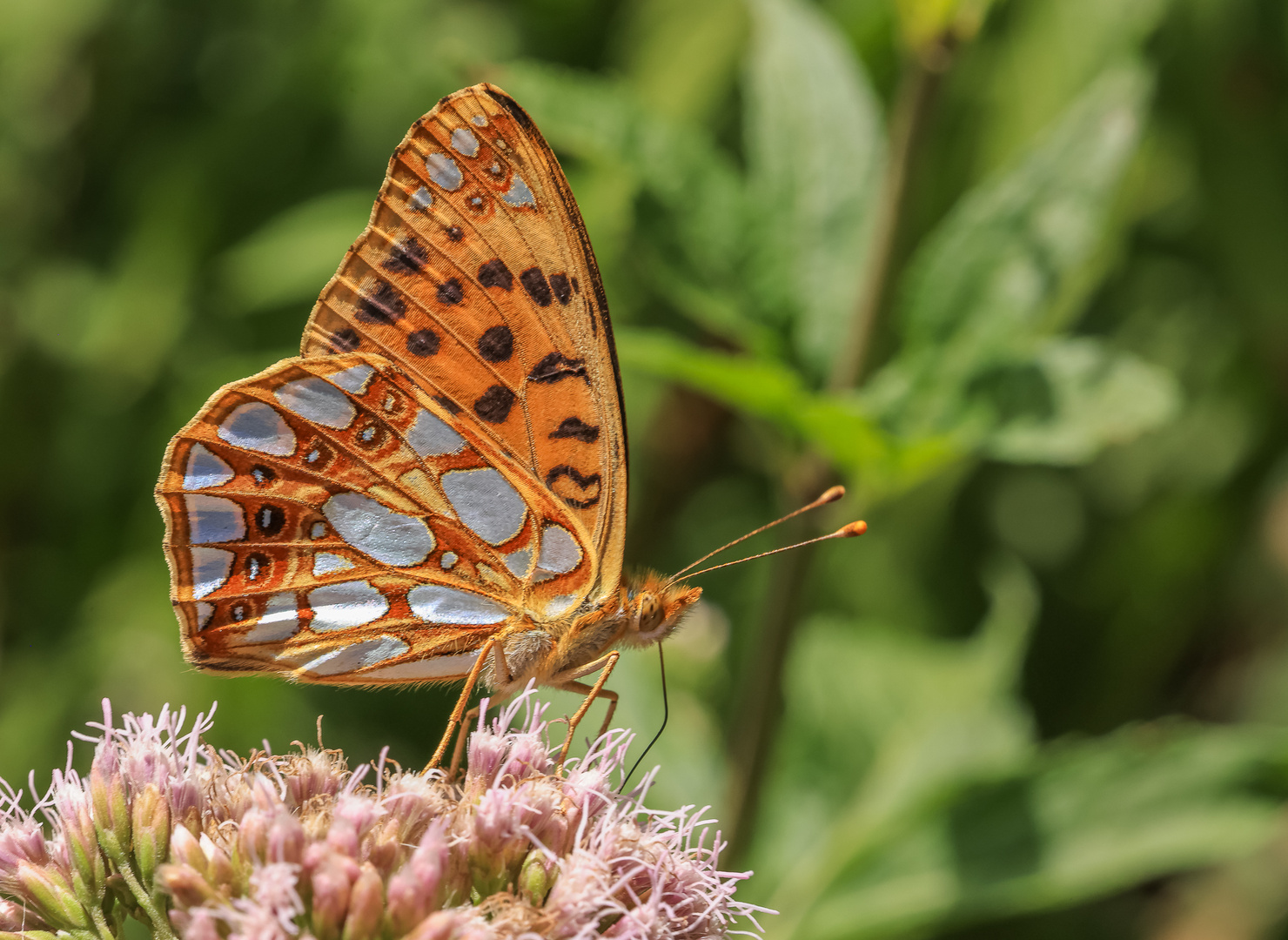 Kleiner Perlmuttfalter (Issoria lathonia)