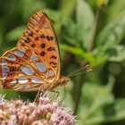 Kleiner Perlmuttfalter (Issoria lathonia)