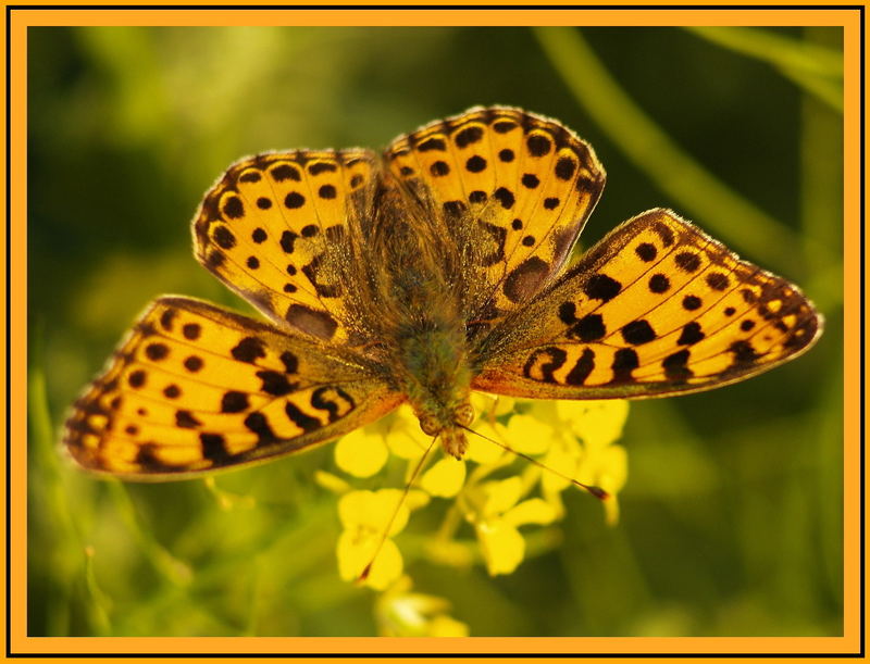 Kleiner Perlmuttfalter (Issoria Lathonia)