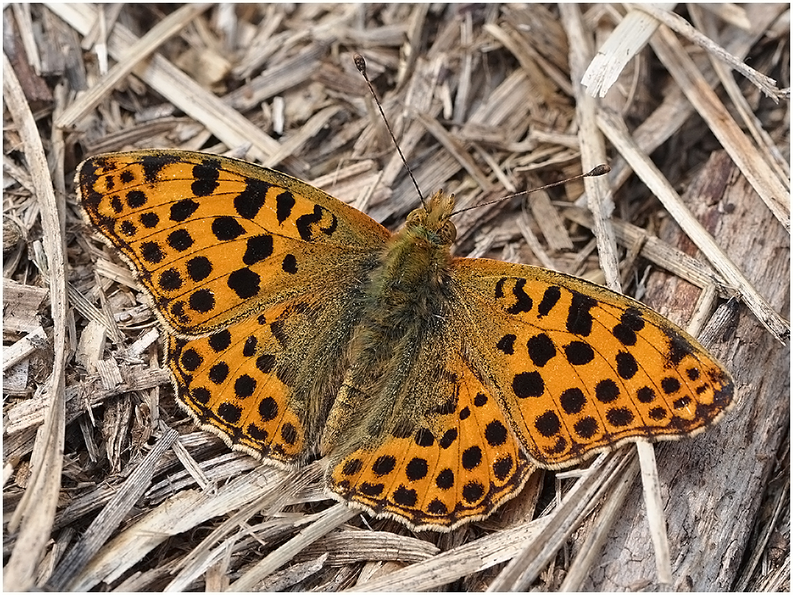 Kleiner Perlmuttfalter - Issoria lathonia