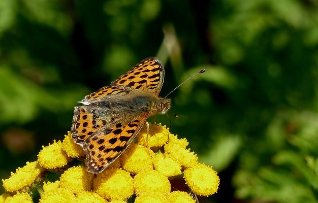"Kleiner Perlmuttfalter" (Issoria lathonia)... 