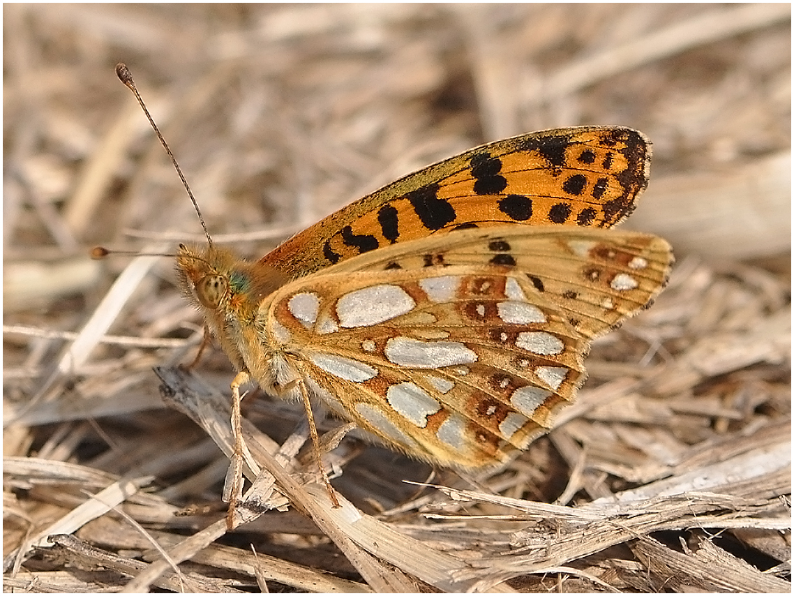 Kleiner Perlmuttfalter - Issoria lathonia