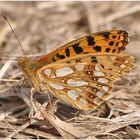 Kleiner Perlmuttfalter - Issoria lathonia