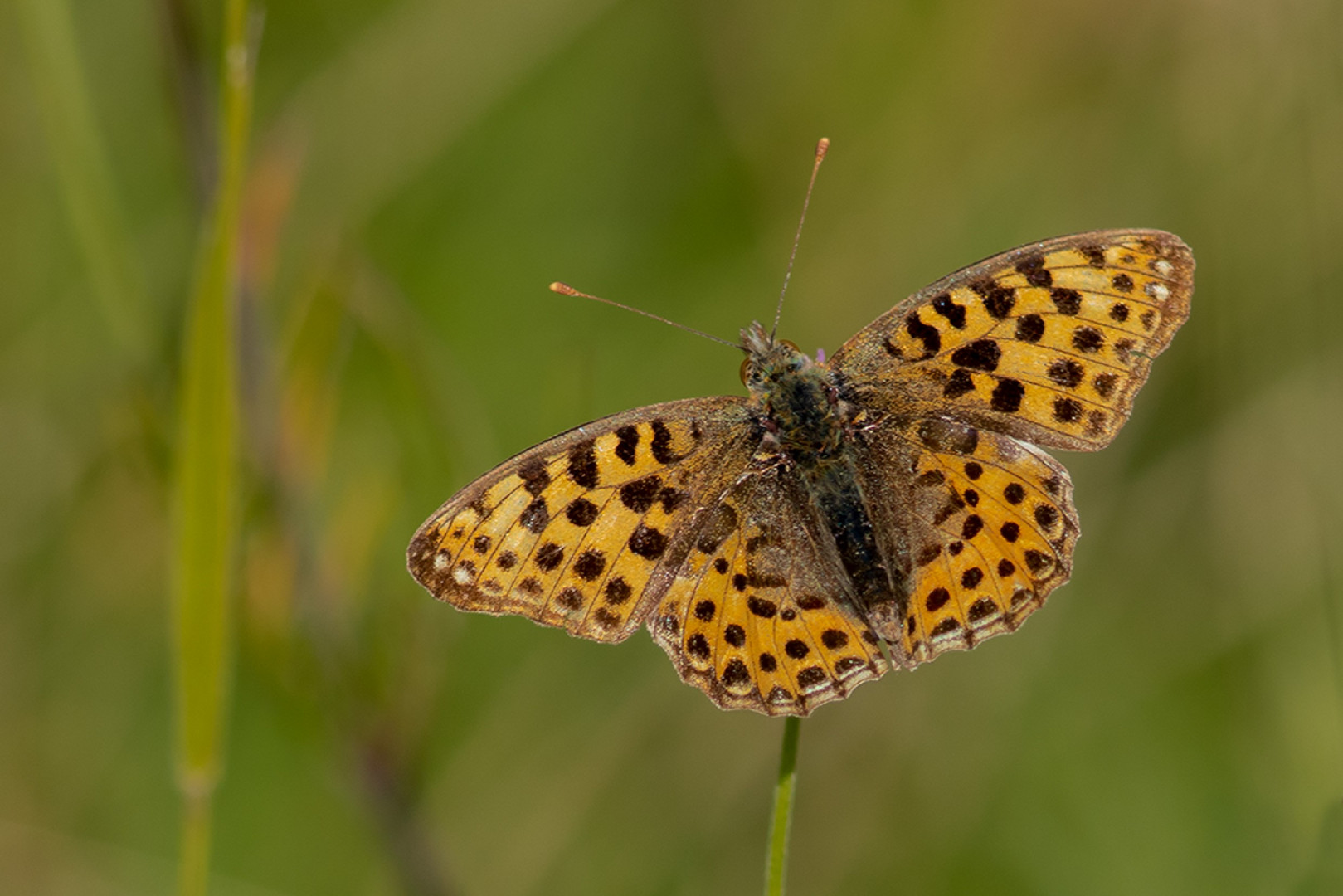 Kleiner Perlmuttfalter (Issoria lathonia)