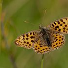 Kleiner Perlmuttfalter (Issoria lathonia)