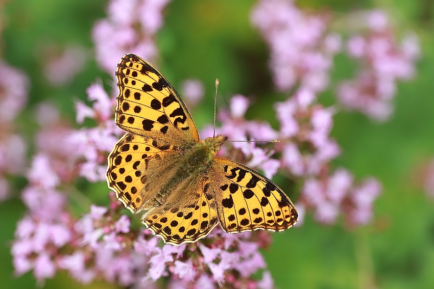 Kleiner Perlmuttfalter (Issoria lathonia)