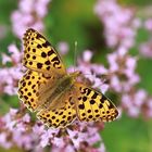 Kleiner Perlmuttfalter (Issoria lathonia)