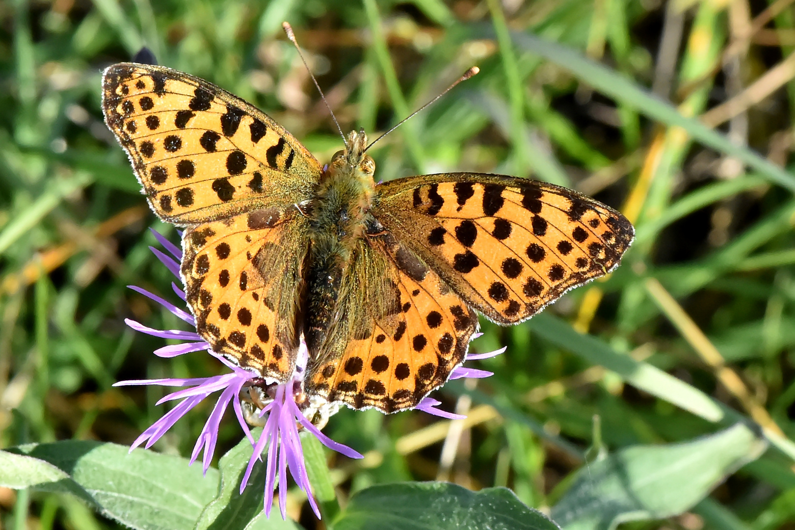 Kleiner Perlmuttfalter ( Issoria lathonia)