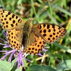 Kleiner Perlmuttfalter ( Issoria lathonia)