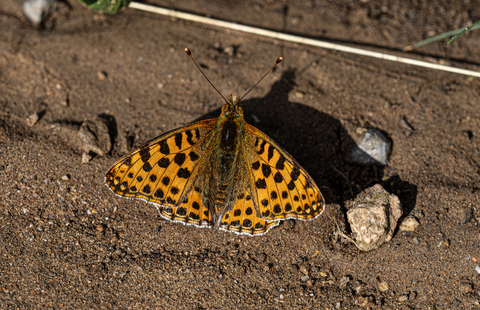 Kleiner Perlmuttfalter, Issoria lathonia