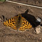 Kleiner Perlmuttfalter, Issoria lathonia