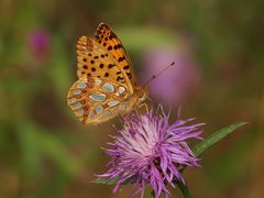 Kleiner Perlmuttfalter (Issoria lathonia)